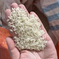 برنج تارم هاشمی اصل کشت دوم