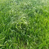 زمین کشاورزی درجه یک روستای کریم کندی نمین فندقلو