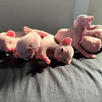 این کچلها،اسفینکس