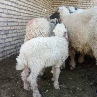 گوسفند