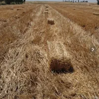 پرس گندم و جو