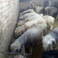 گوسفند زنده همراه با قصاب