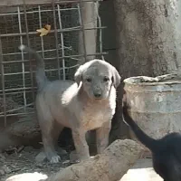 واگذاری توله سگ نگهبان