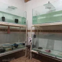آکواریوم یک متری در عرض و ارتفاع ۵۰سانت