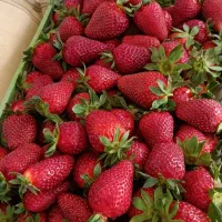 فروش بوته توت فرنگی رقم کاماروسا و گاویتا