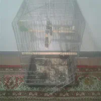 قفس با وسایل
