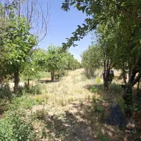 باغ ۲۰ ساله بیستون