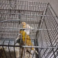 قناری ماده رنگ روشن