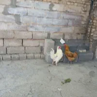 خروس جوان  و مرغ تخم گذار
