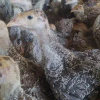 بوقلمون دو ماهه