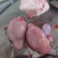دنبه گوسفند و دنبلان گوسفند