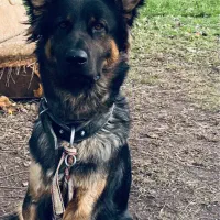 سگ ژرمن شولاین نر