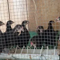 نیمچه نژاد استرالوپ