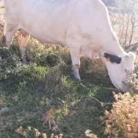 گاو و گوساله