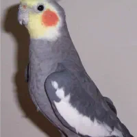 عروس هلندی گمشده