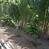 فروش درخت صنوبر