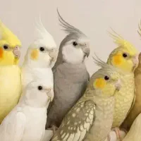 دنیای عروس هلندی نر ماده سخنگو باضمانت ۳۵ساله دستی