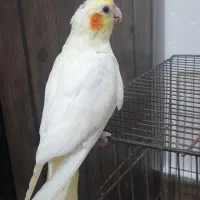 جوجه عروس لوتینو نر۳ماهه