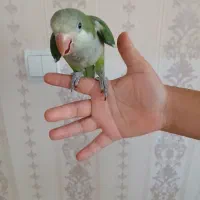 جوجه راهب تازه دون خور