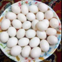 تخم مر