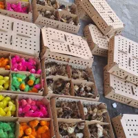 فروش عمده انواع جوجه ،نیمچه۱و۳ماهه.اردک و غاز|حیوانات مزرعه|تهران, ایرانشهر|دیوار