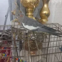 عروس هلندی اهلی