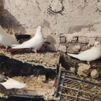 تعداددم رنکی وتهرانی