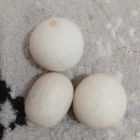 فروش سنگ آسیاب