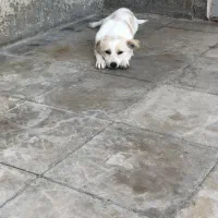 پت خونگی کاملا اروم
