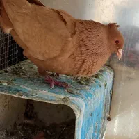 سه تا جوجه زرد کرمانی پلک سرخ کاکلی