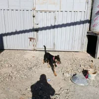 توله دوبرمن