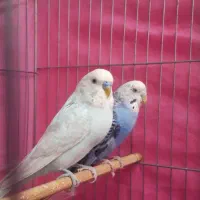 مرغ عشق وقفس