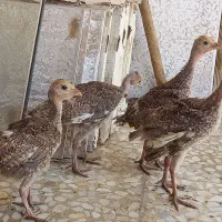 بوقلمون
