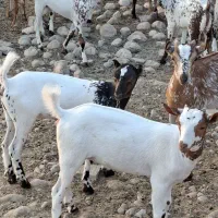 سی عدد کهر