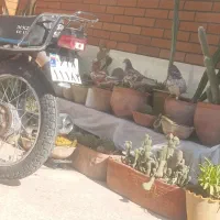 کفتر زاجر