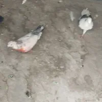 کفتر