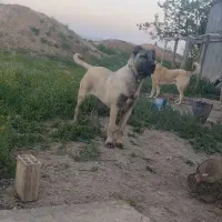 قیمت ۳۰|سگ|کندوان, |دیوار