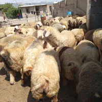 میش داشتی