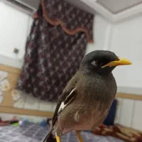 جوجه مینا رام و دستی با قفس و وسایل