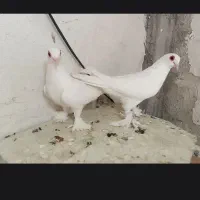 کبوتر قرمز گوز جفت ارکح مایا راستا جوت