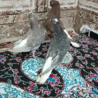 سوسنگرد