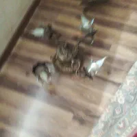 لوستر.برنز.چهارشمله.سالم.