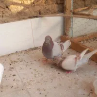 کفتر
