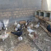 کبوتر پرشی