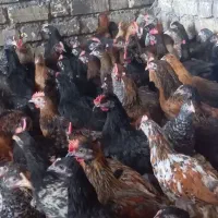 بزرگترین حراج مرغ خروس 5ماهه شیراز
