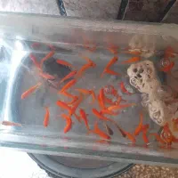 فروش ماهی گلی