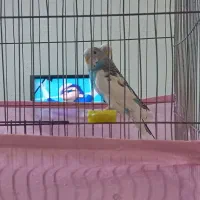 مرغ عشق نره ماده و ماده تک