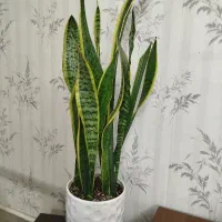 سانسوریا سالم و سرحال