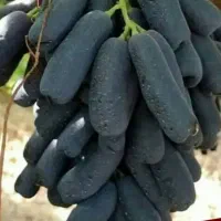 نهال جوان و آماده کشت انگور