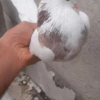 طوقی|پرنده|ایذه, |دیوار